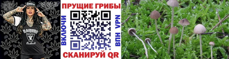 Псилоцибиновые грибы мицелий  купить  цена  мега вход  Орлов 
